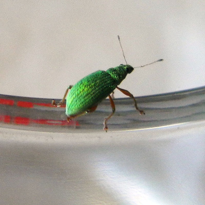 Polydrusus formosus (= Polydrusus sericeus)